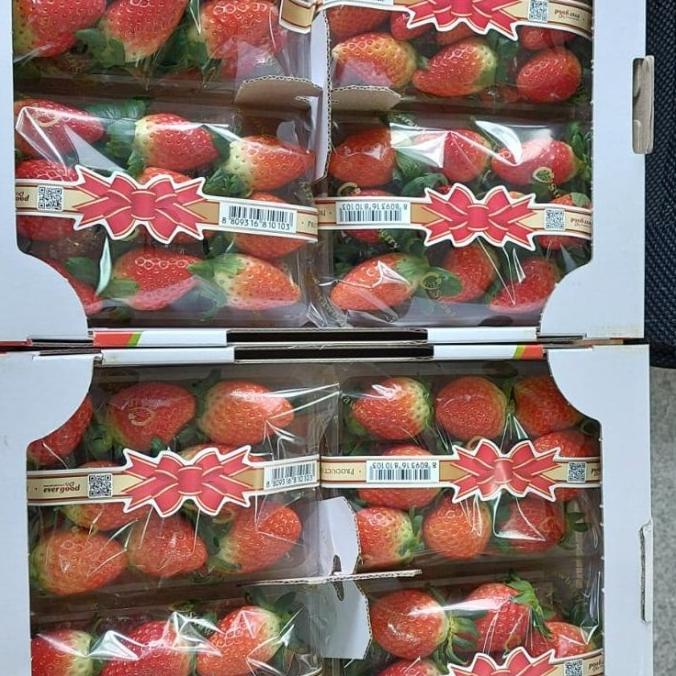 

STRAWBERRY KOREA FH51515ED
