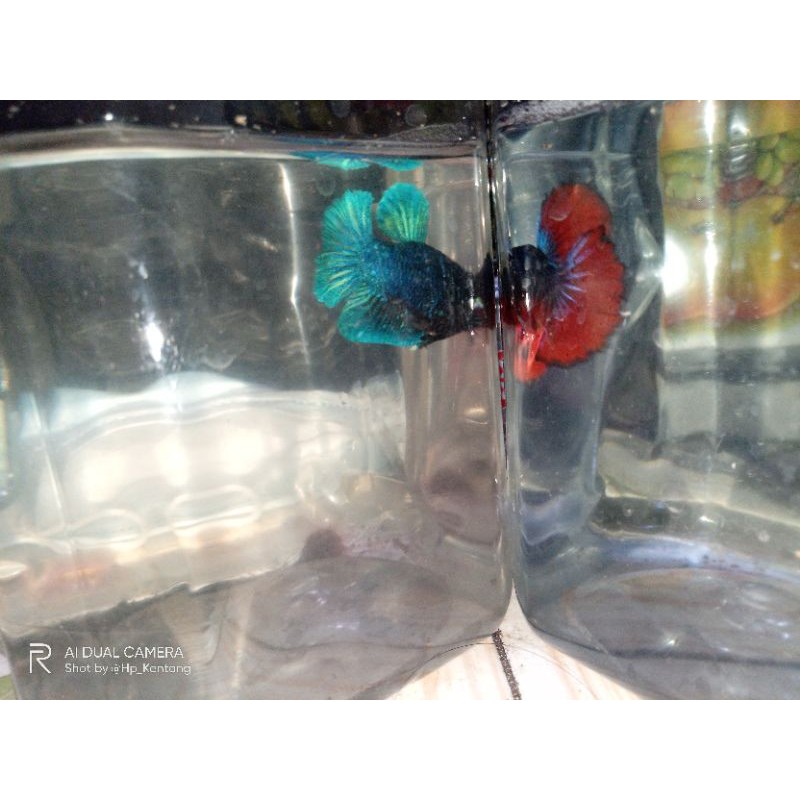 Cupang Bbl/Blue Black Ligh Dewasa