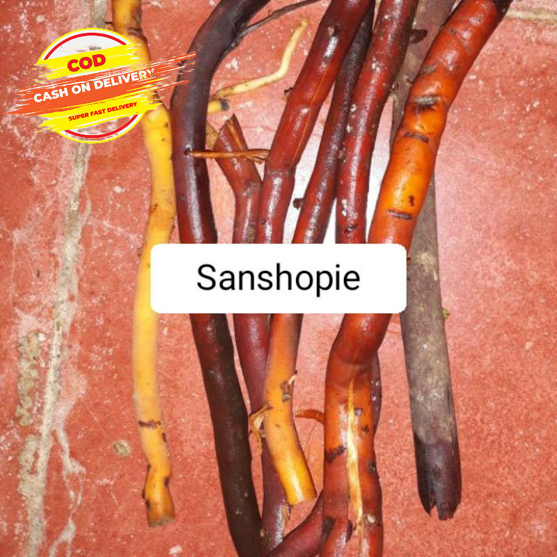 

Akar Pohon Kelapa per 1 kg - petik langsung