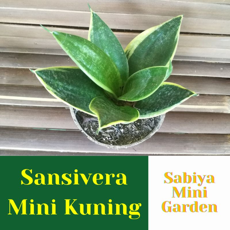 sansivera mini sansiviera lidah mertua mini kuning