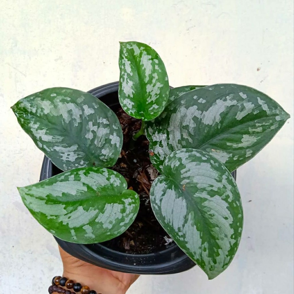 Tanaman hias bunga gantung scindapsus exotika scindapsuspictus