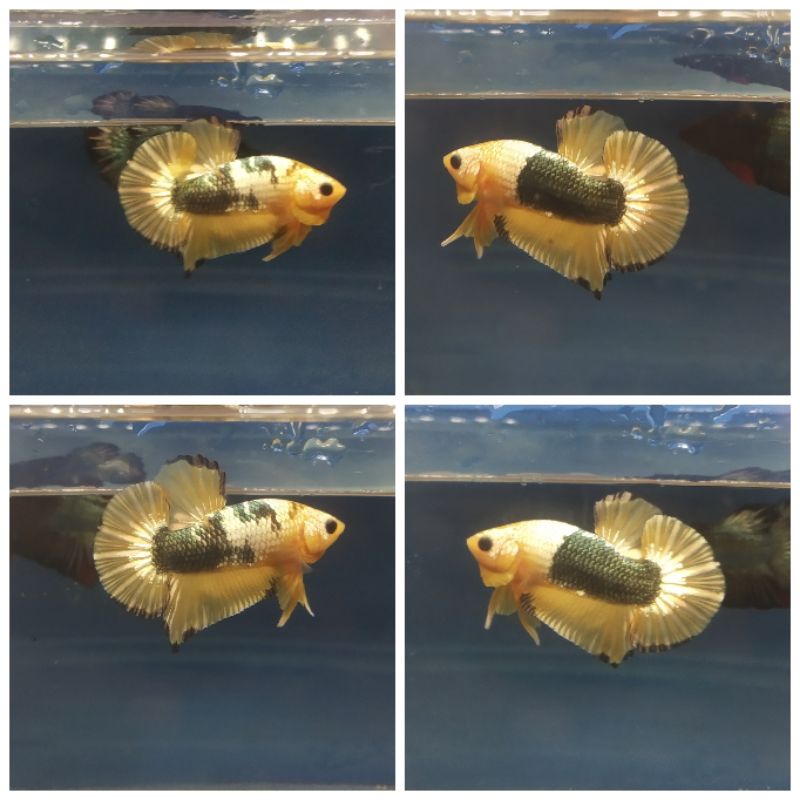 CUPANG YELLOW FANCY COPPER