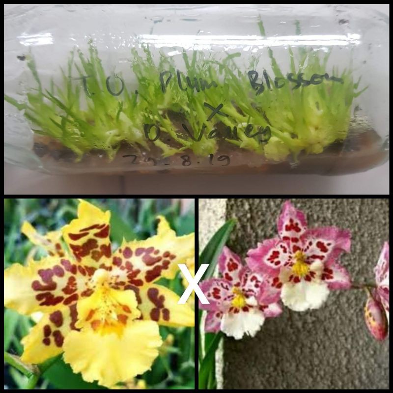 Bibit Anggrek Botolan Oncidium Plum Blossom x Oncy Calio Valley