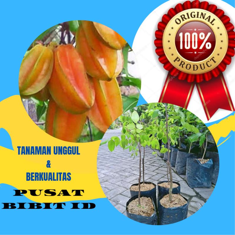 belimbing bangkok merah OKULASI