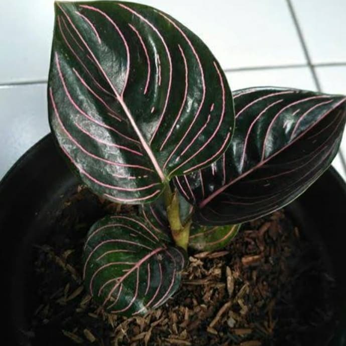 Aglonema rotundum aceh - tanaman hias aglonema rontundum aceh