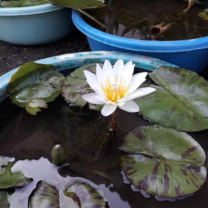Tanaman air bunga teratai putih