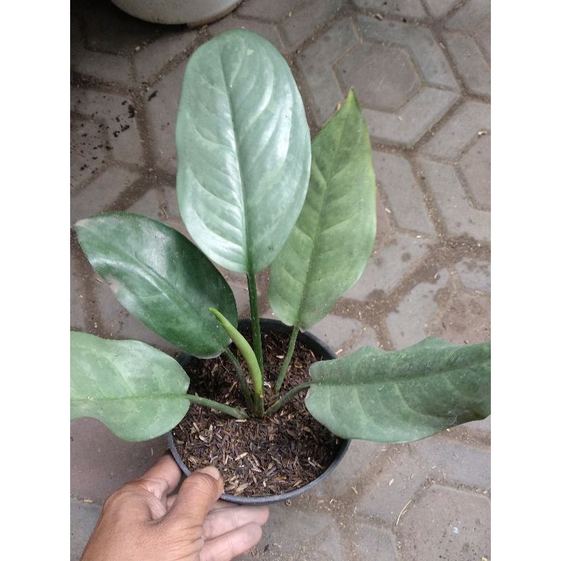 Aglaonema Silver