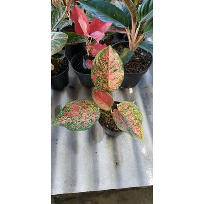 miliki aglonema/aglaonema red spider