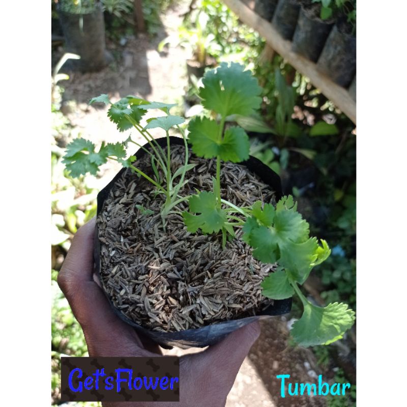 Tanaman Herbal Ketumbar