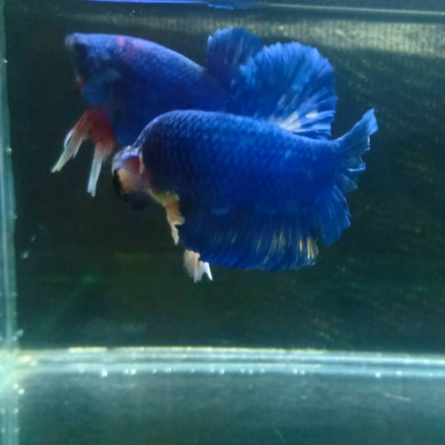 Cupang Royal Blue Lane Bluerim