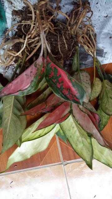 Aglonema Suksom Jaipong Anakan