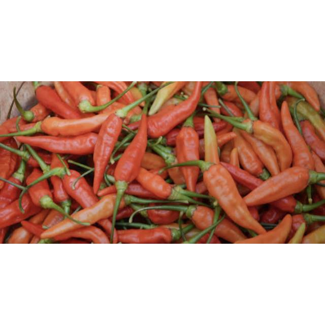 

CABE RAWIT MERAH SEGAR