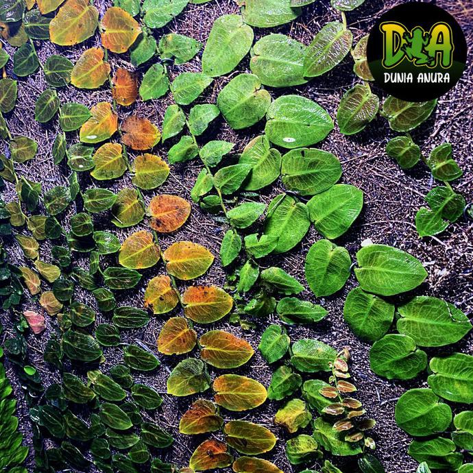 Tanaman Vivarium Pothos Barberianus