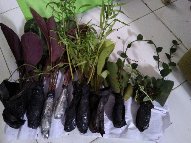 Tanaman Hias Spesial Paket Calathea - Kalatea Silverplat,gr.lipstik,ornata,makoyana