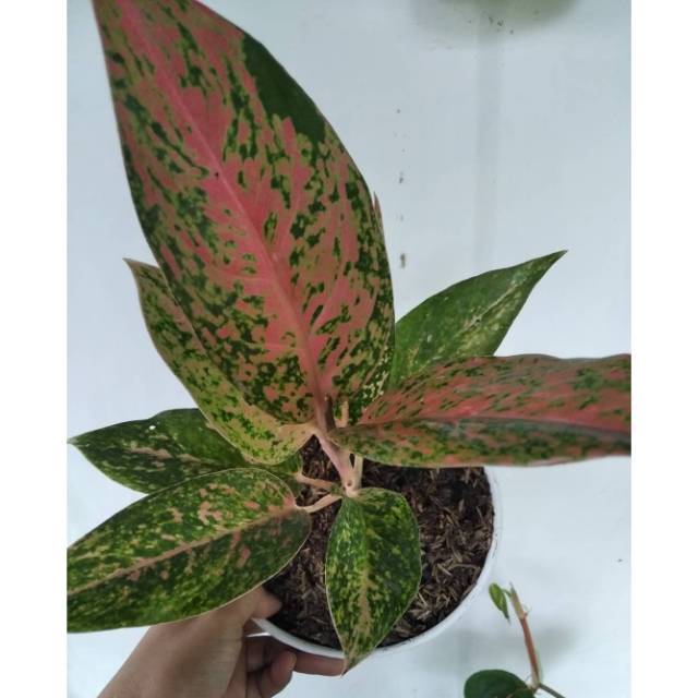 TANAMAN HIAS AGLONEMA LULAIWAN // AGLONEMA LULAIWAN