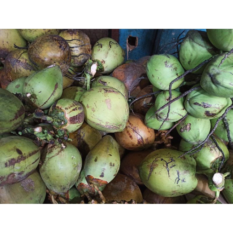 

KELAPA MUDA SEGAR ADA ISINYA PER BATOK