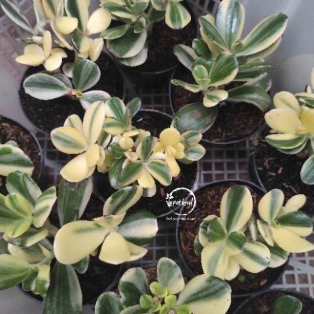 Jade Plant Variegata / Crasulla Ovata Variegata
