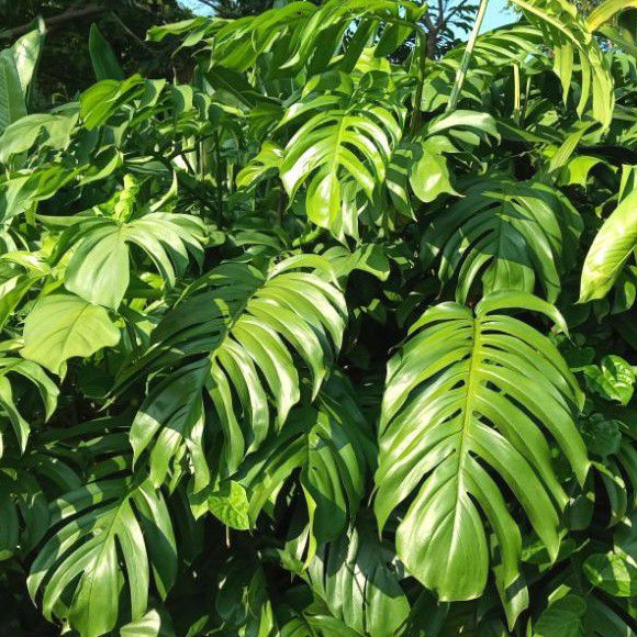 Tanaman Hias/pohon hias Monstera Ekor Naga/Epipremnum Pinattum/ekor naga rambat/Tanaman ekor naga