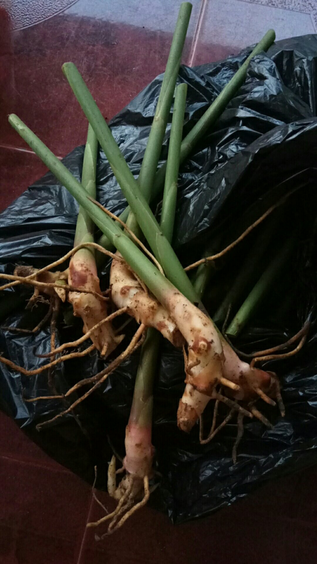 Bibit Kapulaga Hibrida Super Jumbo Kwalitas 1