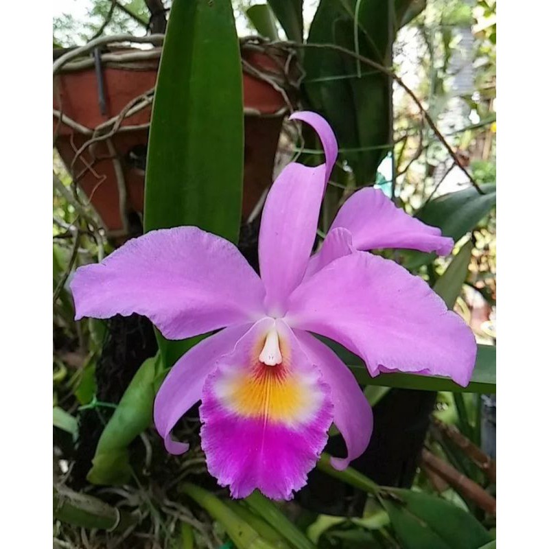 Anggrek cattleya mantini