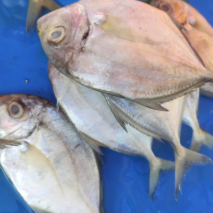 

ikan bete bete cepa pasar online makassar