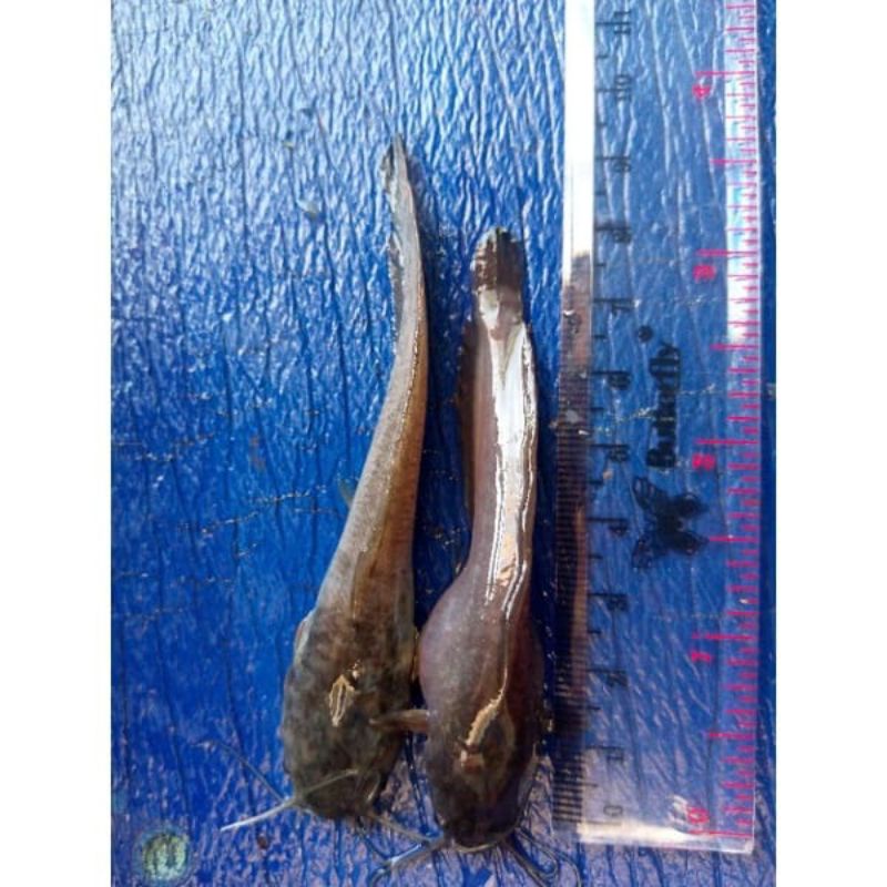 bibit lele 8-9 cm sangkuriang