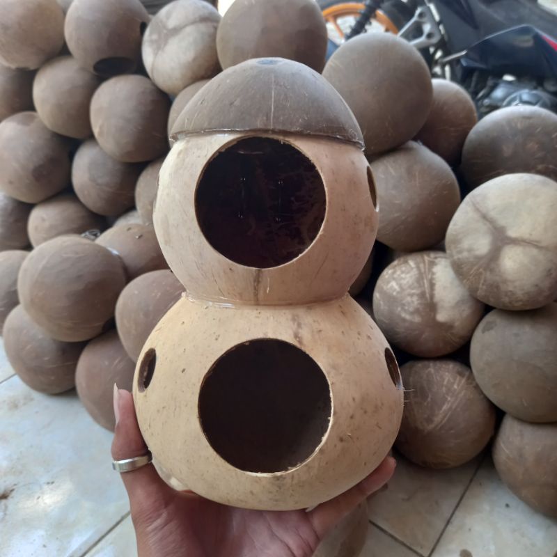 GLODOK BATOK KELAPA SUSUN SARANG BURUNG LOVEBIRD