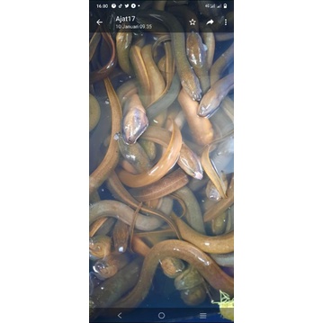 

Belut hidup jumbo 1kg