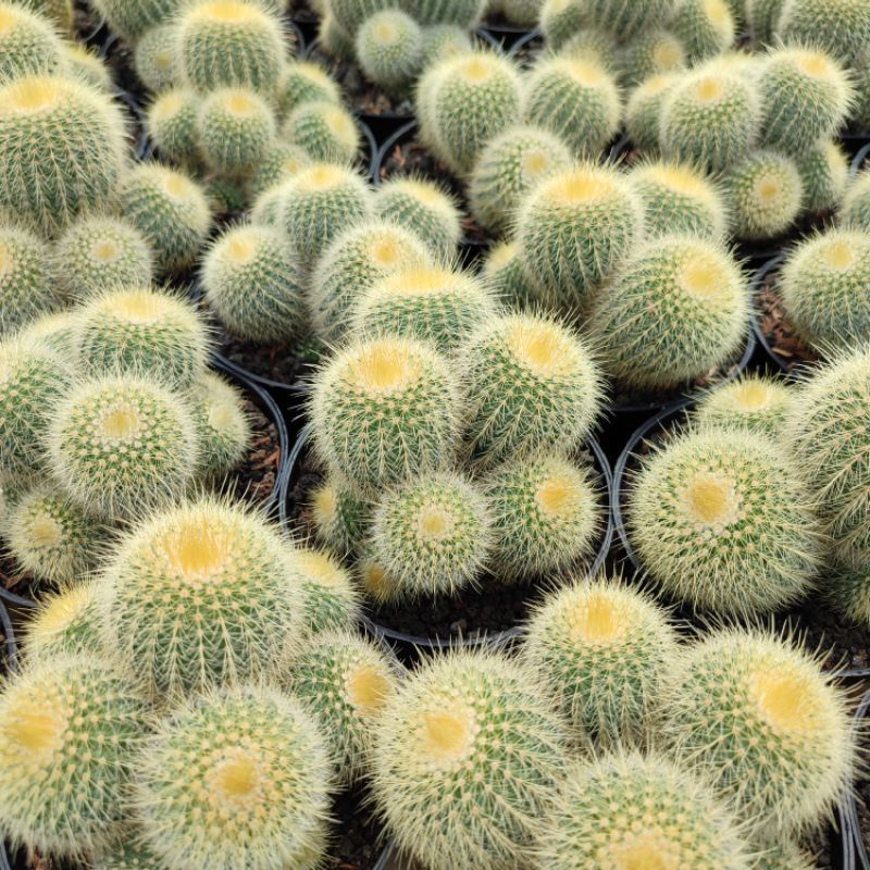 Notocactus Leninghausi Cluster Ownroot | D 10cm | Kaktus