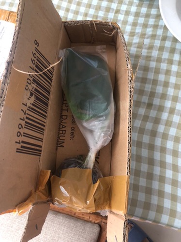 Bonggol Fresh Cutting Janda Bolong