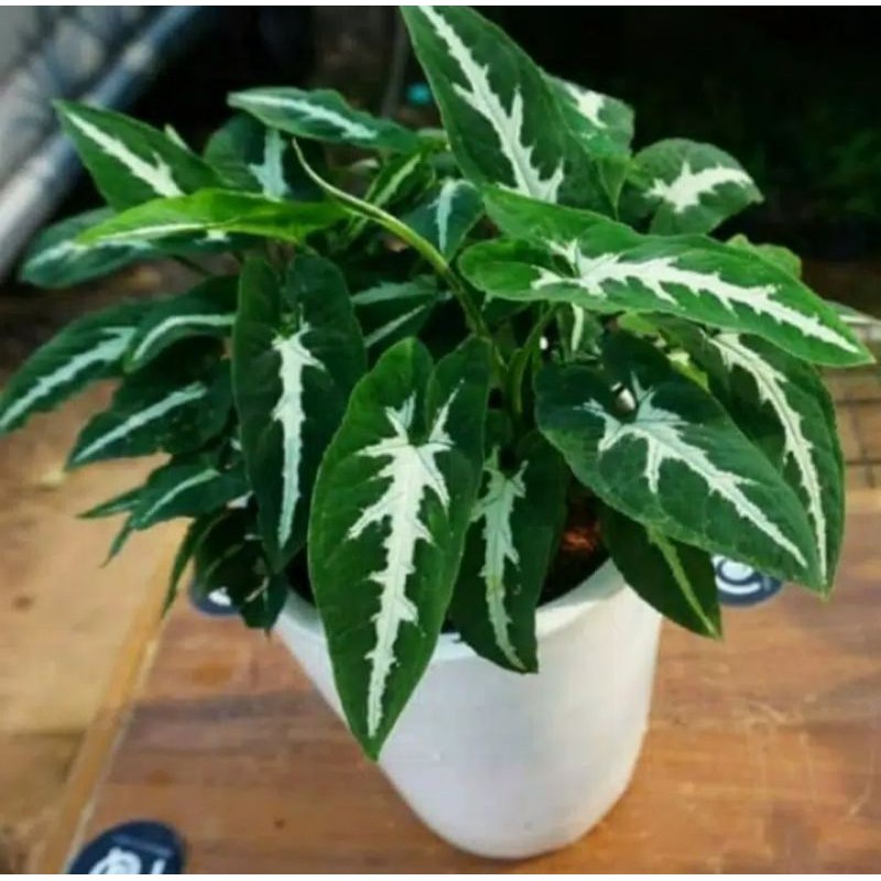 syngonium mini - syngonium wendlandi
