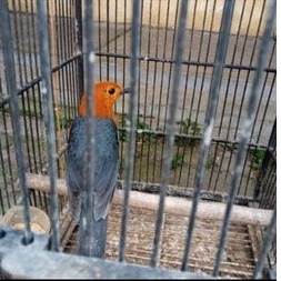 burung anis merah bahan pilihan (jantan)