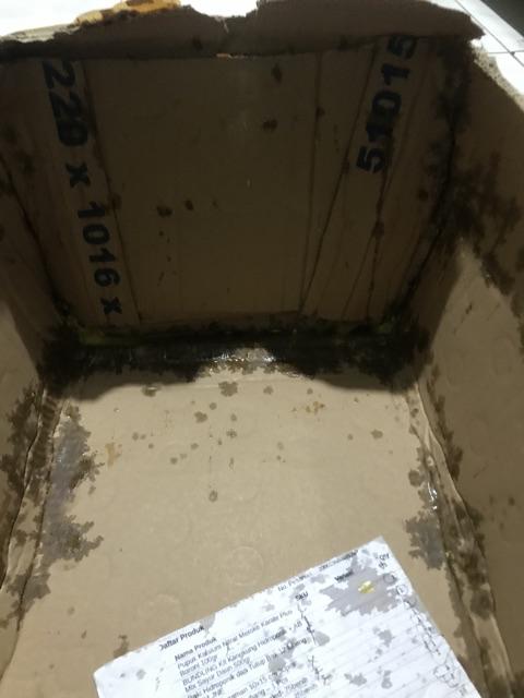 Purie Garden Tray Semai 72 Lubang