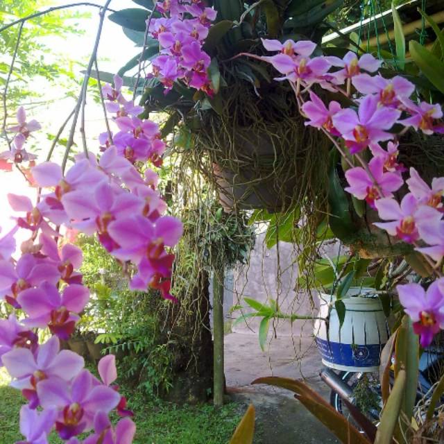 ANGGREK DORITIS dewasa bs di kirim yg sudah spike tergantung stok di kebun