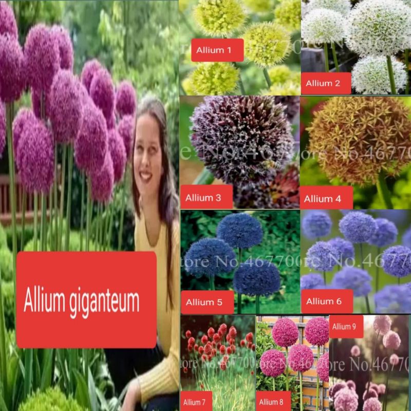 allium giganteum