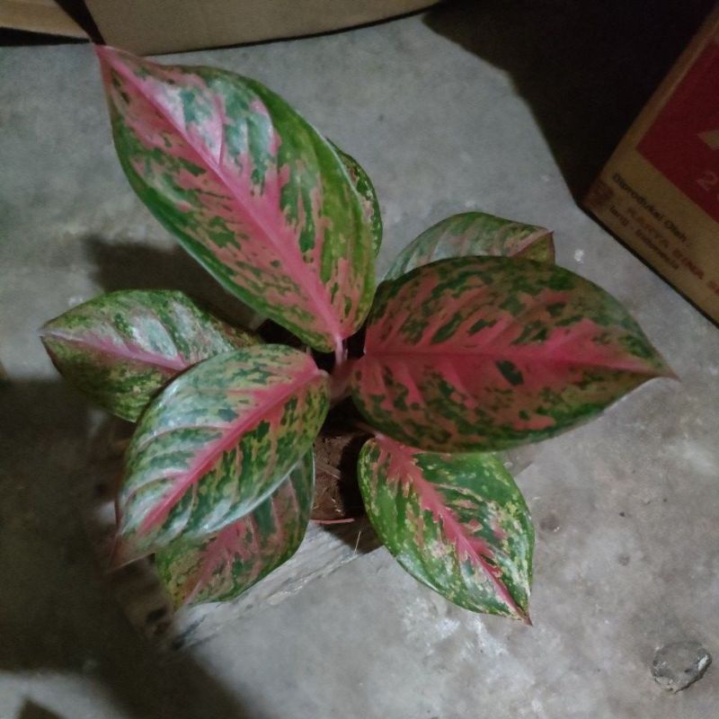 bunga aglonema Yohana