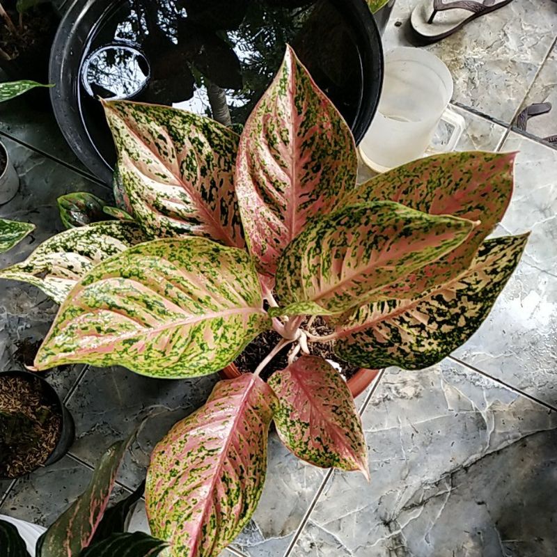 aglonema striptis mutasi