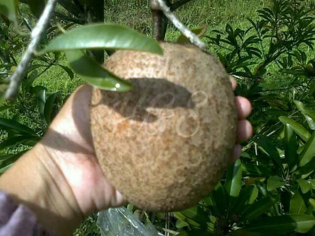 Tanaman Buah Sawo Jumbo Siap Berbuah