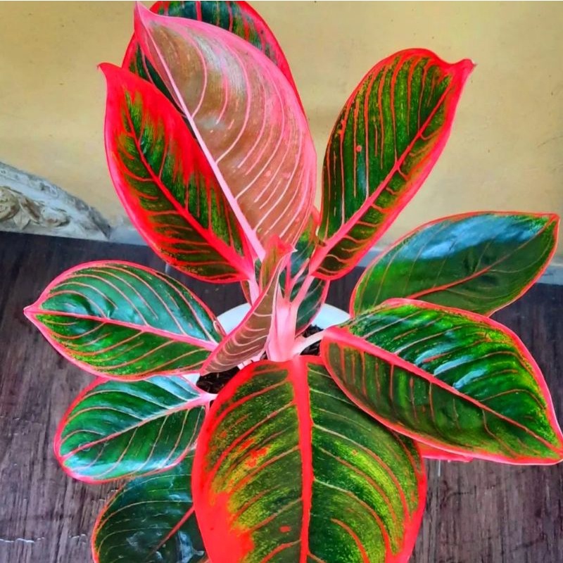 Aglonema Khanza/ bibit bunga / bunga hidup / tanaman / tanaman bunga / bunga hiasan /bunga aglonema 