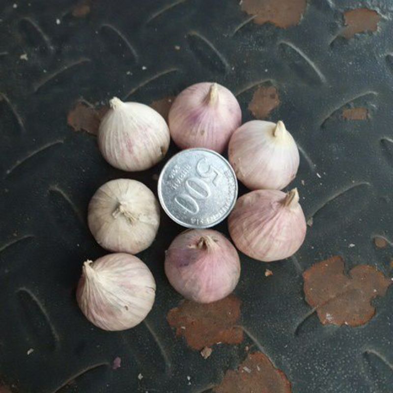 

BAWANG PUTIH TUNGGAL 1 Kg JUMBO