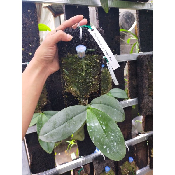 phalaenopsis Gigantea jungle dewasa rawatan dari Kalimantan asli