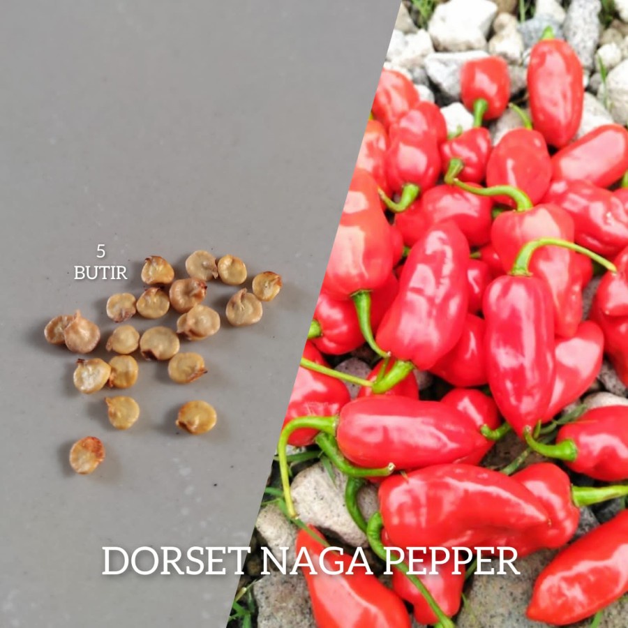 

5 BUTIR BIJI/BENIH CABE SUPER PEDAS DORSET NAGA PEPPER