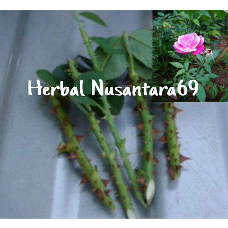 bibit stek bunga mawar pink