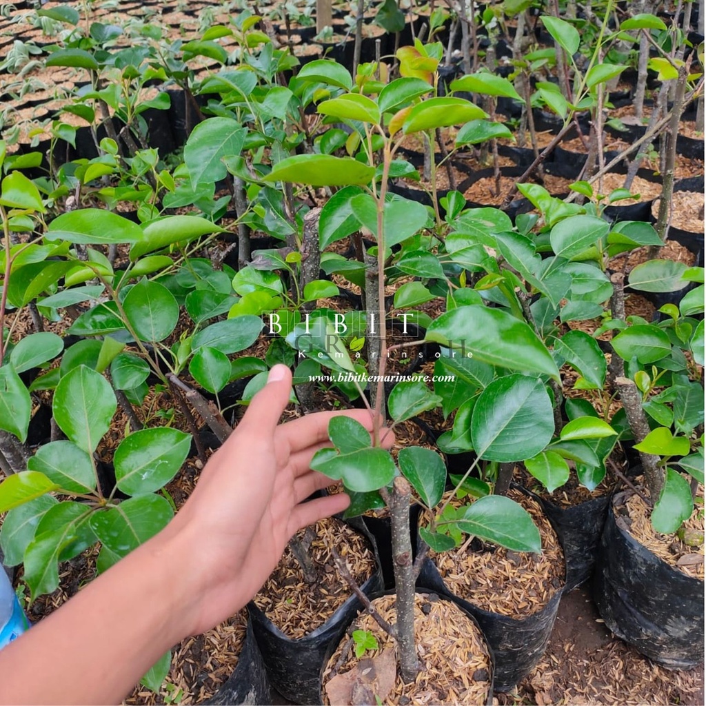 Bibit Tanaman Buah Pear Asia/Bibit Pir Asia (Bisa di Dataran Rendah) Original/Pear Singo/ Pear Coklat Murah Cangkok