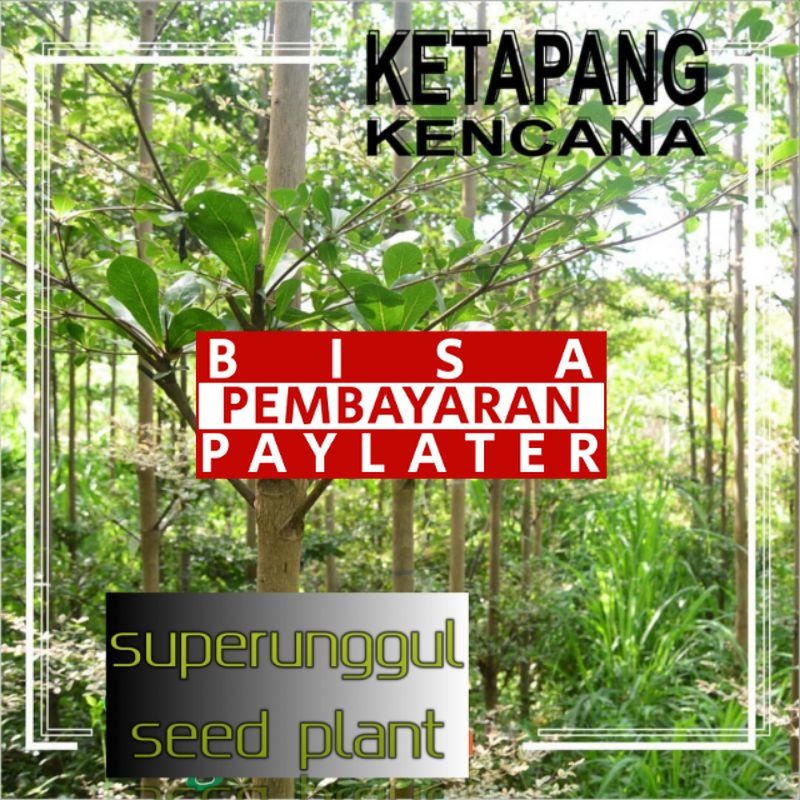 Tanaman Hias Pohon Ketepeng Kencana Unggul Dan cantik