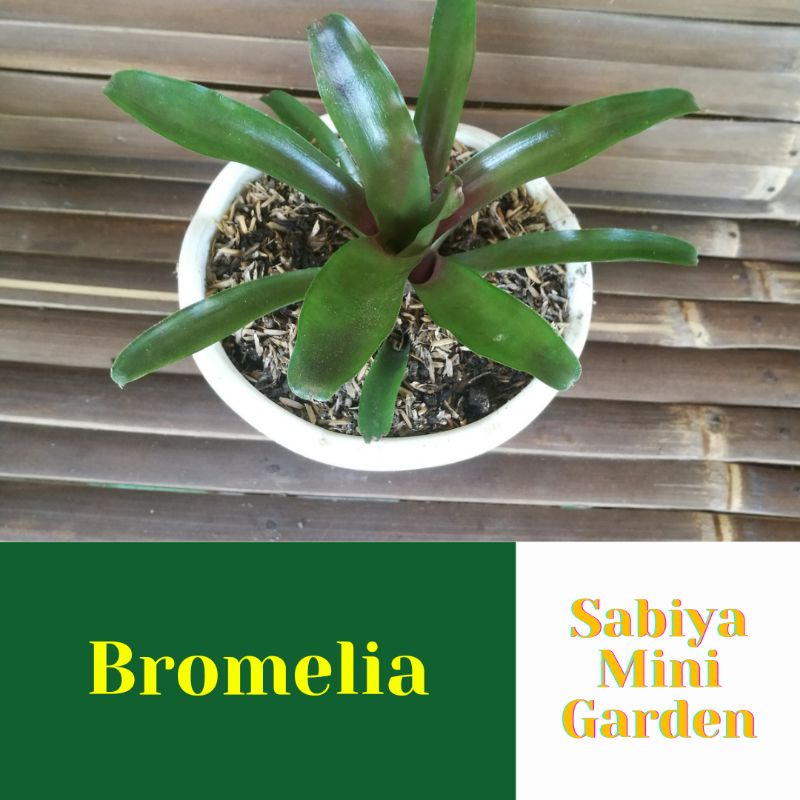 Bromelia mawar