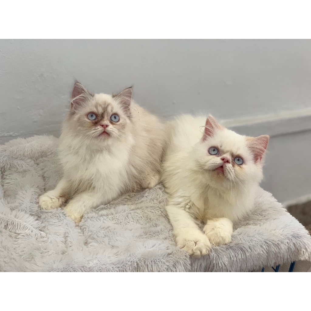 kucing peaknose himalaya