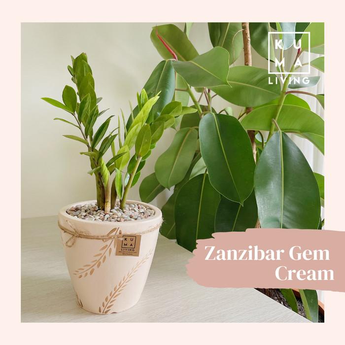 

KUMA Living Ramadhan Hampers Dollar Plant Best Seller