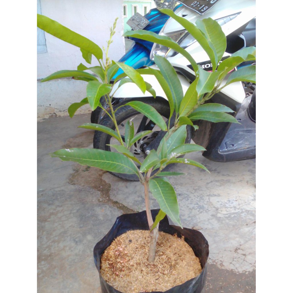 Laris Murah Bibit Tanaman Buah Dalam Pot *_@