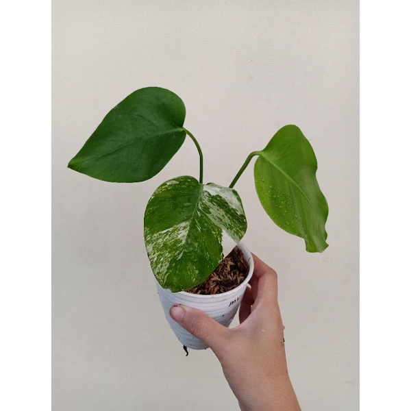 tanaman monvar monstera variegata